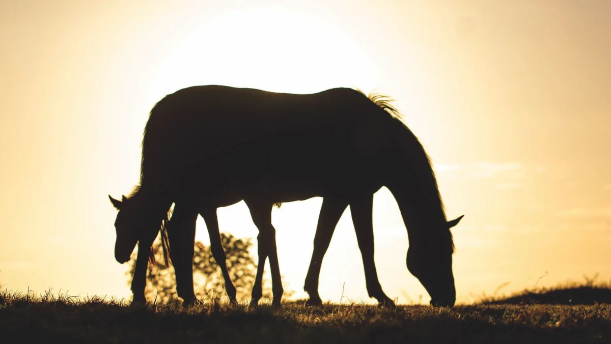 Urgent Call for Paradigm Shift in Equine Foal Weaning Practices Following New Scientific Study