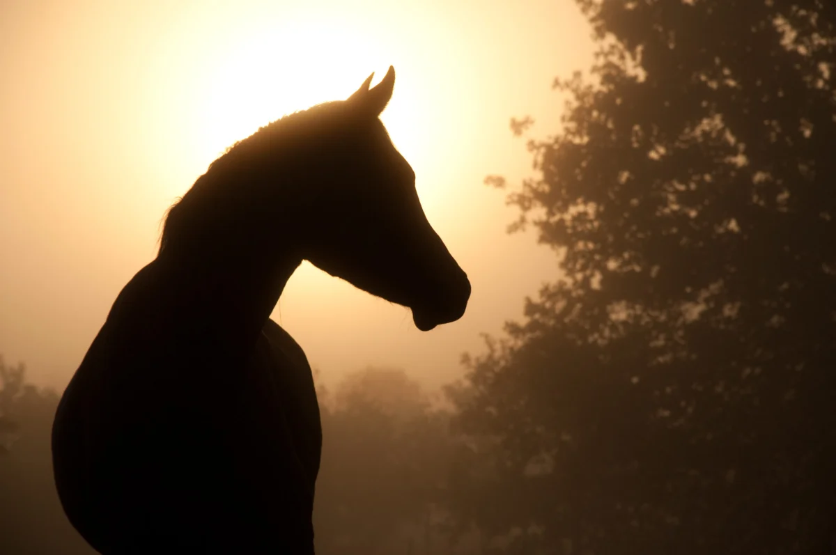 Utah Confirms Three New Equine West Nile Virus Cases, Prompting Renewed Calls for Vaccination and Mosquito Control Efforts Across the State