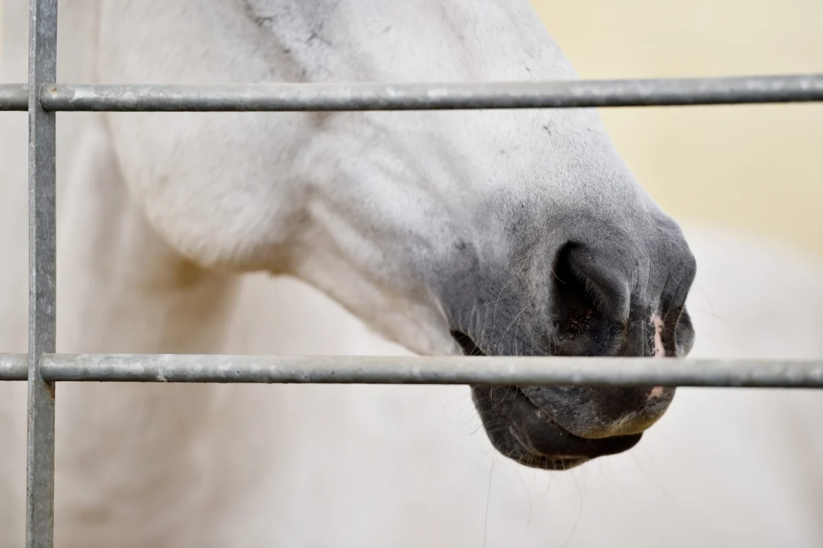 Wisconsin Department of Agriculture Confirms Two New Strangles Cases, Prompting Renewed Biosecurity Focus