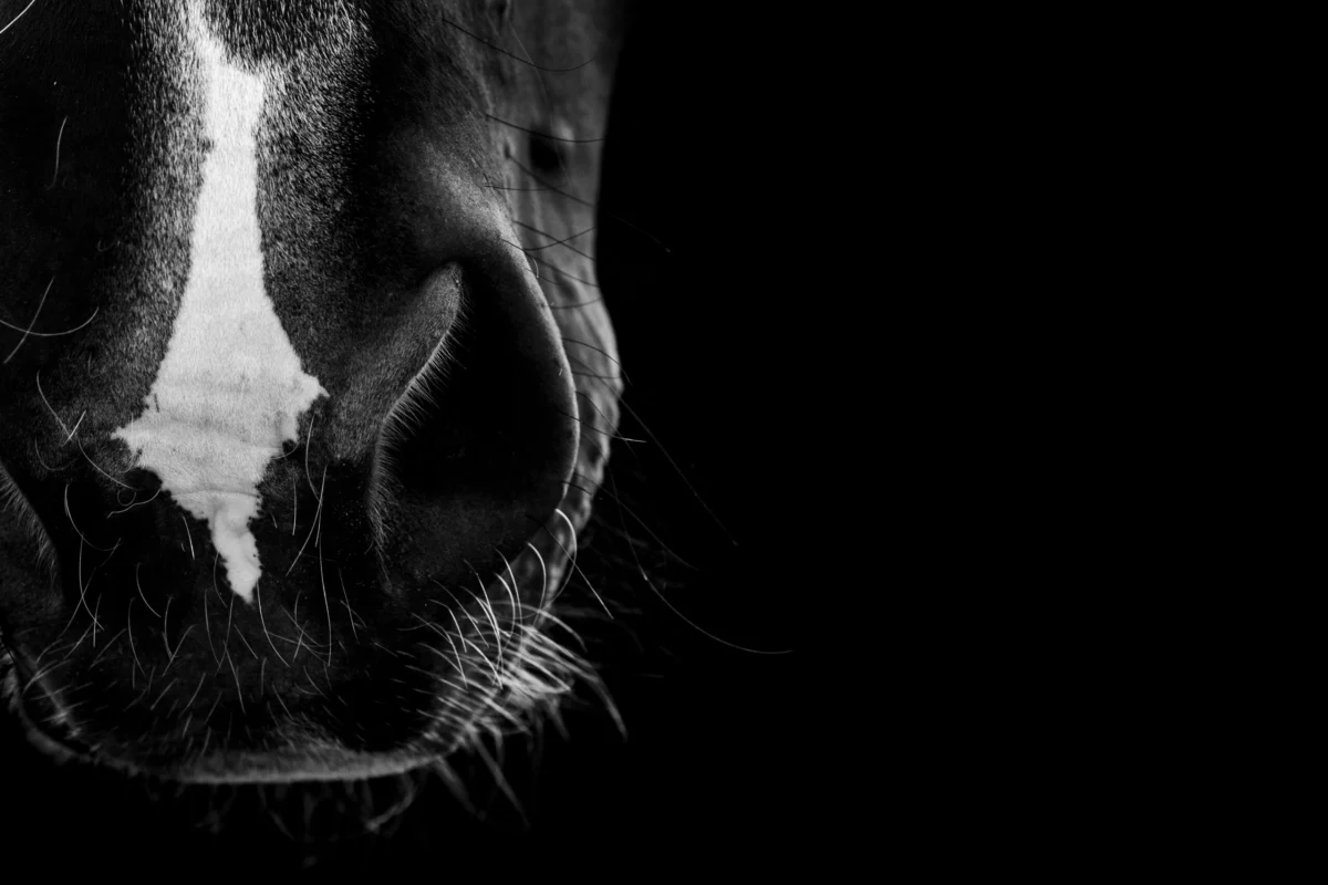 Wisconsin Thoroughbred Tests Positive for Strangles